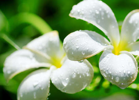 Frangipani flowers covered by water drops の写真素材