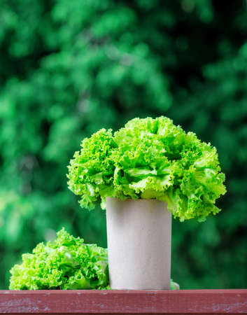 Fresh lettuce in paper bag の写真素材