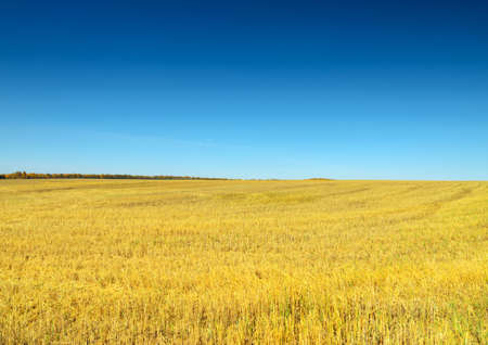 Autumn landscape  Yellow field and blue sky の写真素材
