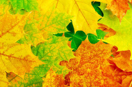 Colourful autumn maple leaves  Background の写真素材
