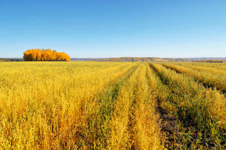 Autumn landscape  Yellow field and blue sky の写真素材