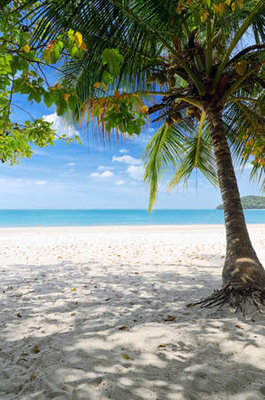 Green tree on a white sand beach の写真素材