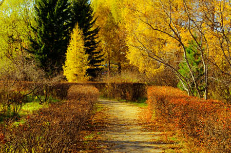 Coloured leaves in autumn park の写真素材