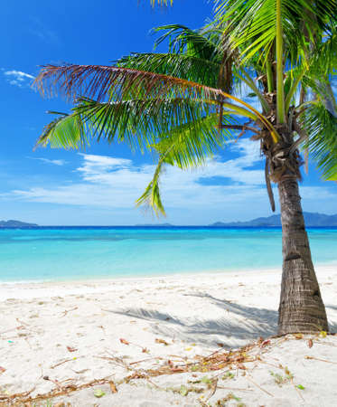 Green tree on a white sand beach  Malcapuya island, Coron, Philippines の写真素材