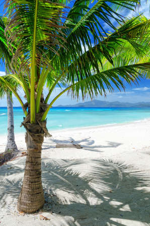 Green tree on a white sand beach  Malcapuya island, Coron, Philippines 