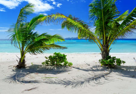 Green tree on a white sand beach  Malcapuya island, Coron, Philippines の写真素材
