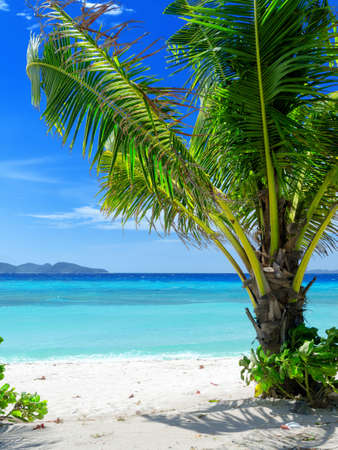 Green tree on a white sand beach  Malcapuya island, Coron, Philippines の写真素材