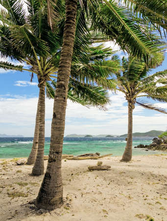 Green tree on a white sand beach  Malcapuya island, Coron, Philippines の写真素材