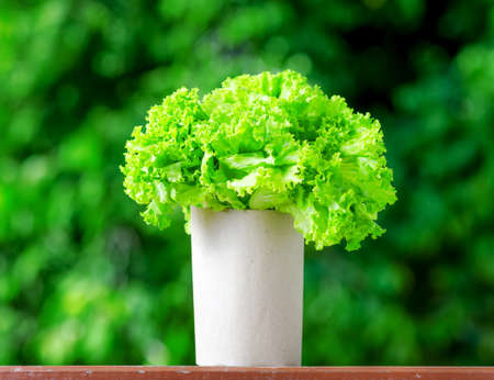 Fresh lettuce in paper bag の写真素材