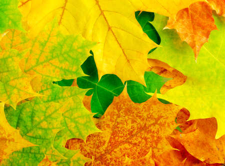 Colourful autumn maple leaves  Background の写真素材