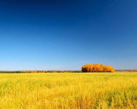 Autumn landscape  Yellow field and blue sky の写真素材