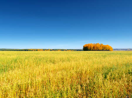 Autumn landscape. Yellow field and blue sky.の写真素材