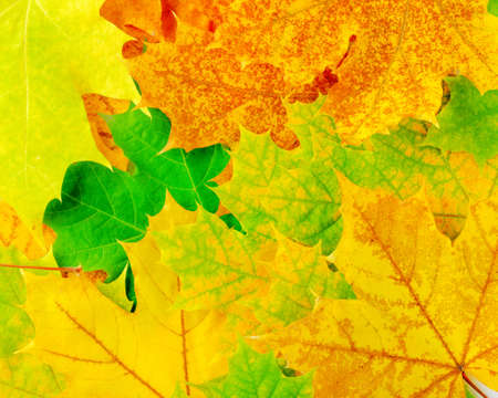 Colourful autumn maple leaves. Background.の写真素材
