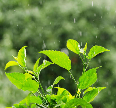 Green foliage under a rain drops.の写真素材