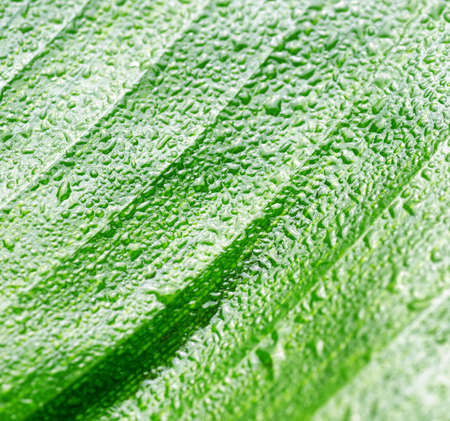 Green wet leaf close up