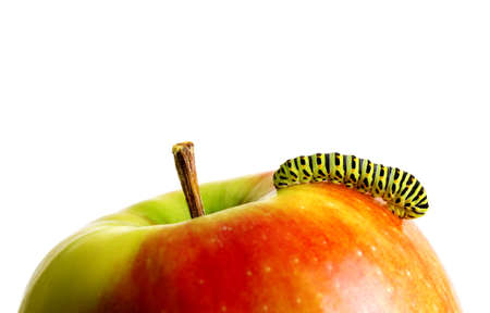 Green caterpillar on red apple.の写真素材