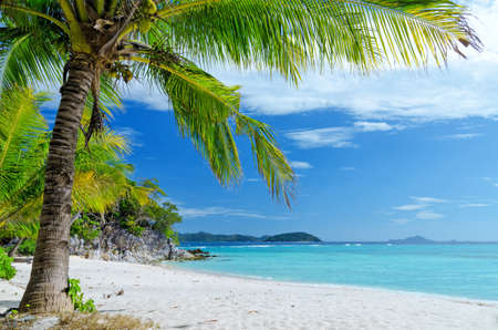 Green tree on a white sand beach. Malcapuya island, Coron, Philippines.