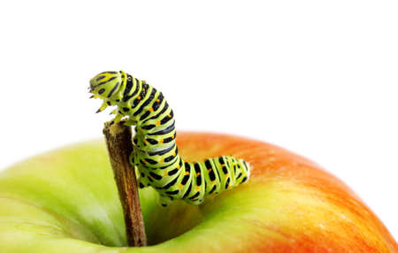 Green caterpillar on red apple.の写真素材