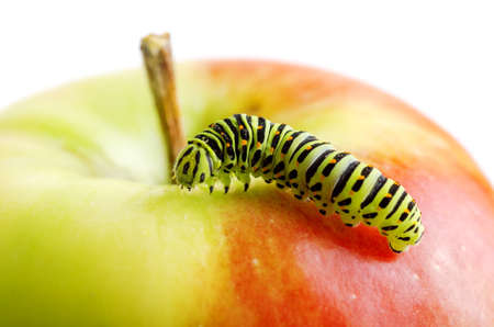 Green caterpillar on red apple.の写真素材