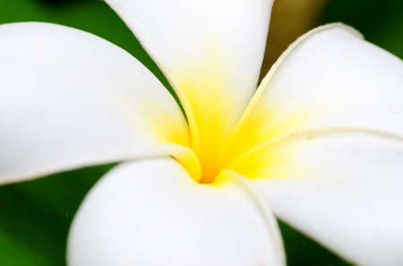 Frangipani flower (Plumeria)の写真素材