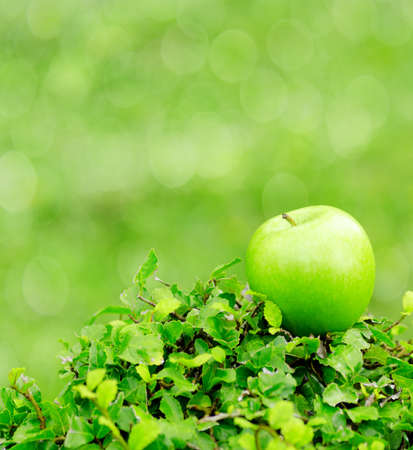 Green apple in a garden. Shallow DOF.の写真素材