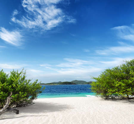 Green tree on  white sand beach. Malcapuya island, Palawan, Philippines.の写真素材