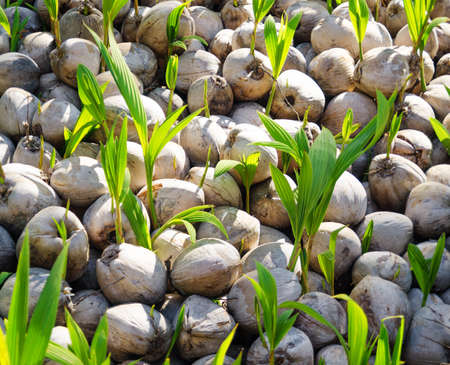 Green sprouts of coconut tree.の写真素材