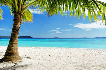 Green tree on  white sand beach. Malcapuya island, Palawan, Philippines.
