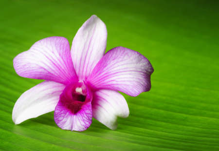 Orchid flower lies on green leaf.の写真素材