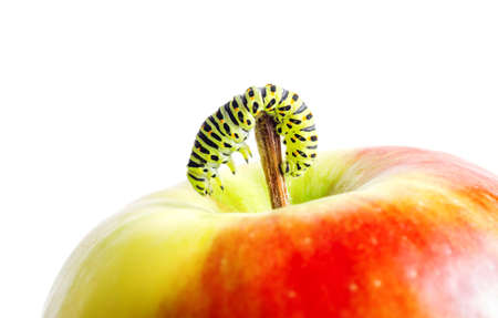 Green caterpillar on red apple.の写真素材