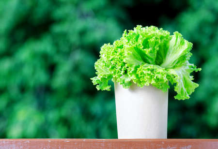 Fresh lettuce in paper bag の写真素材