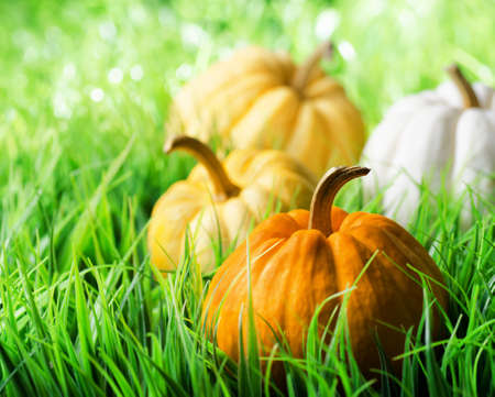Pumpkins on green natural grass の写真素材