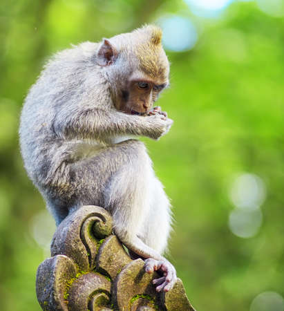 Monkeys in a stone temple  Bali Island, Indonesia の写真素材