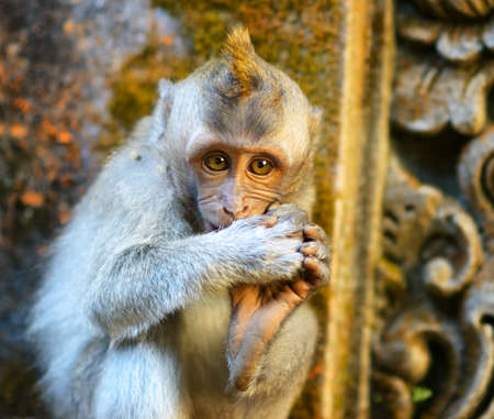 Monkeys in a stone temple  Bali Island, Indonesia の写真素材