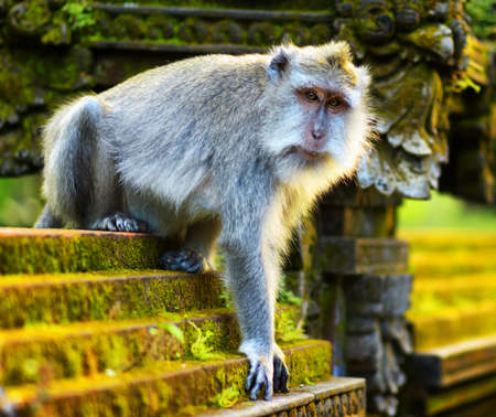 Monkeys in a stone temple  Bali Island, Indonesia の写真素材