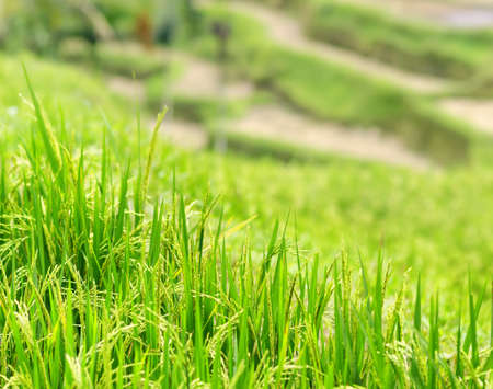 Ricce terrace of Bali Island, Indonesia.の写真素材