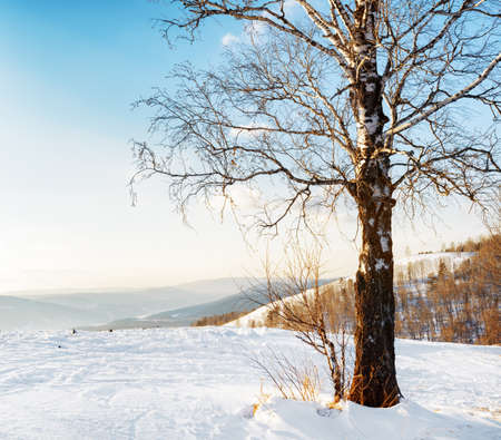 Lonely birch on a hilltop. Winter landscape.の写真素材