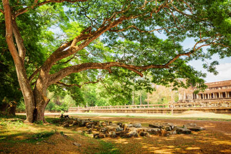 Green spreading tree beside the ancient temple complex Angkor Wat, Siem Reap, Cambodia. Mysterious ruins among trees of rainforest.の写真素材