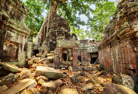 Green trees growing among mysterious ruins of Preah Khan temple in ancient temple complex Angkor Wat, Siem Reap, Cambodia. Angkor Wat is a popular tourist attraction.の写真素材