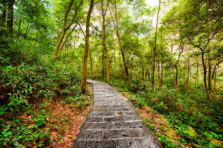 Scenic stone walkway across green woods in the Zhangjiajie National Forest Park, Hunan Province, China. Beautiful summer landscape.の写真素材
