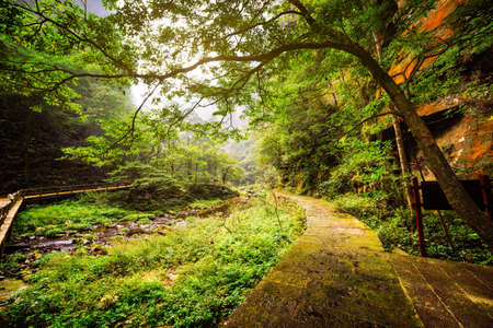 Scenic view of mossy stone walkway along river with crystal clear water among green woods and rocks in the Zhangjiajie National Forest Park, Hunan Province, China. Amazing summer landscape.の写真素材