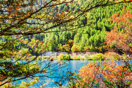 Beautiful autumn view through foliage of trees. Azure water of lake among evergreen forest and colorful fall woods in Jiuzhaigou nature reserve (Jiuzhai Valley National Park), China. Amazing landscapeの写真素材