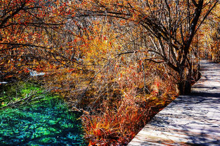 Wooden boardwalk across scenic fall woods along azure lake in Jiuzhaigou nature reserve (Jiuzhai Valley National Park) of Sichuan province, China. Beautiful autumn forest landscape.の写真素材