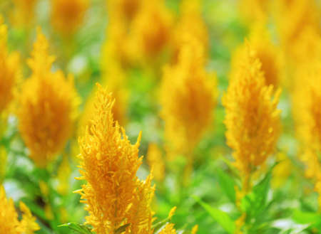 Beautiful flowers on nature background. Amazing yellow flowers and green grass in spring and summer. Shallow depth of field.の写真素材