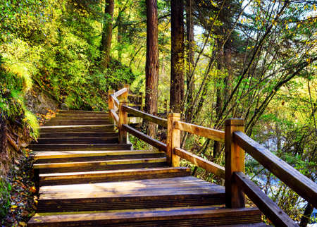 Rays of morning sunlight are shining through foliage of trees. Scenic wooden boardwalk leading across green woods in Jiuzhaigou nature reserve, China. Beautiful summer forest landscape.の写真素材
