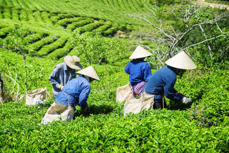 Tea pickers working on tea plantation. Unidentified workers in traditional hats collecting tea...