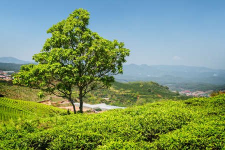 Scenic tree among young bright green tea bushes at tea plantation on blue sky background. Beautiful rural landscape on sunny day.の写真素材
