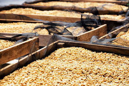 Fresh crop of coffee beans drying in the sun on wooden pallets.