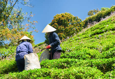 Tea pickers working on tea plantation. Unidentified workers in traditional hats collecting upper fresh green tea leaves on blue sky background.の写真素材