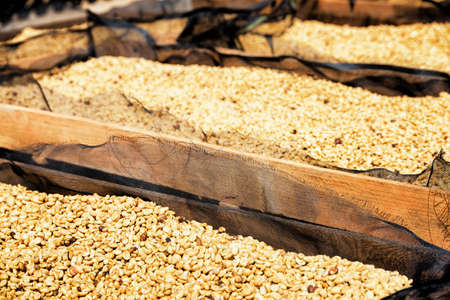 Fresh crop of arabica coffee beans drying in the sun on wooden pallets. Shallow depth of field.